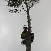 Alexander Tree Care-Certified Arborist