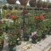 Holland Valley Nursery