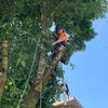 Langley Tree Service & Arborist