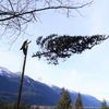 Windfirm Tree Services